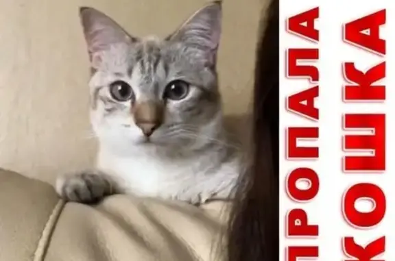 Кошки потеряшки, Самара (Самарская обл.), фото: Потеряшка котик на ул. Лейтенанта Шмидта