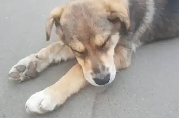 Найден щенок возле ТЦ Город, район Лефортово