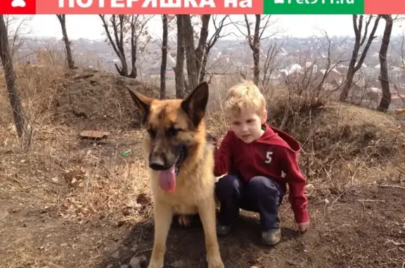 Пропала овчарка на Полярной ул. в Хабаровске