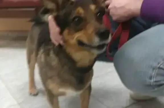 Найдена собака в Нескучном Саду, Москва