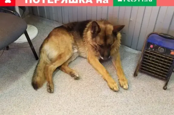 Найден умный и добрый пес на трассе М7, Казань