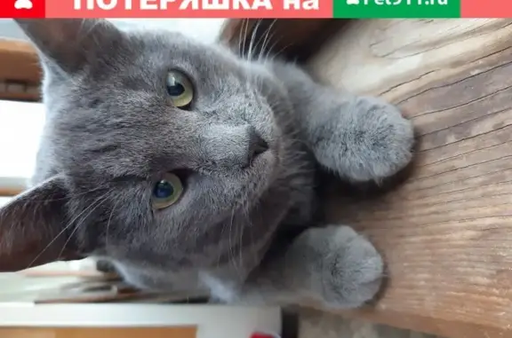 Пропала кошка Кот, русской голубой породы, ул. Гагарина 24.
