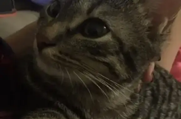 Кошки потеряшки, Курган, фото: Потеряшка кошка в ЖК 