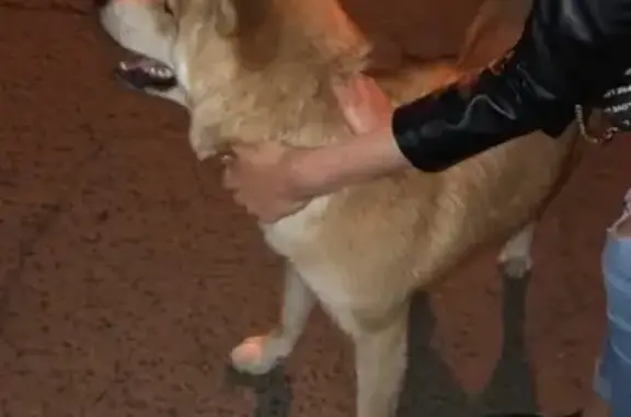 Собака-Акита найдена у дома 33к1 на Братеевской
