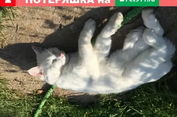 Пропала белая кошка в Красногорске, помогите найти!