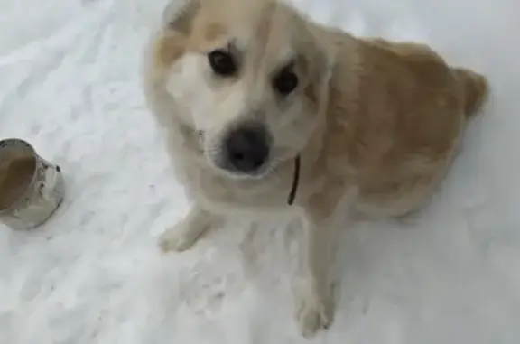 Пропала собака в мкр. Строитель, Белгородская область