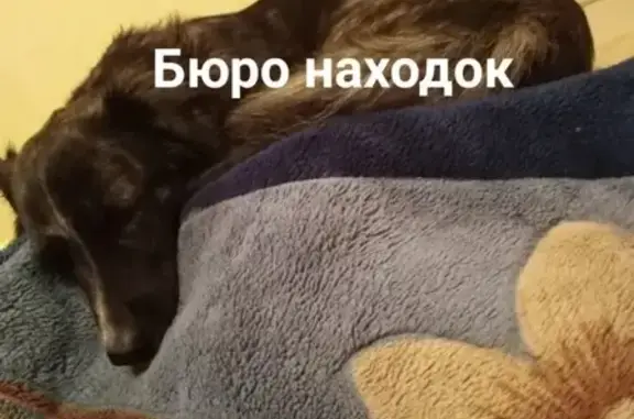 Найдена собака с ошейником в Архангельске