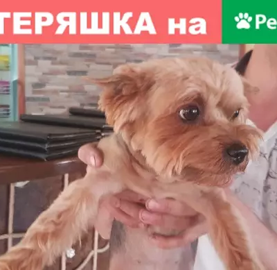 Найдена собака в Пскове, звоните!