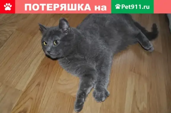 Пропал котик Дымок, 3мкр, дом3-5, Волгоградская область