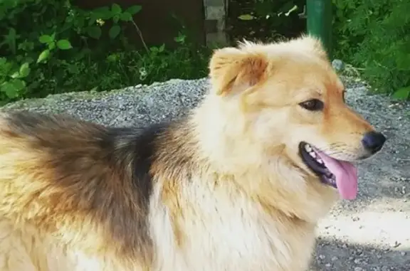 Пропала собака Мартин в Соцгороде, Казань