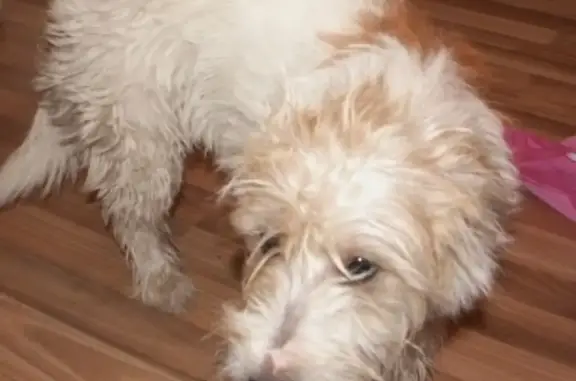 Найдена собака в районе Кирова, возможно потерянные.