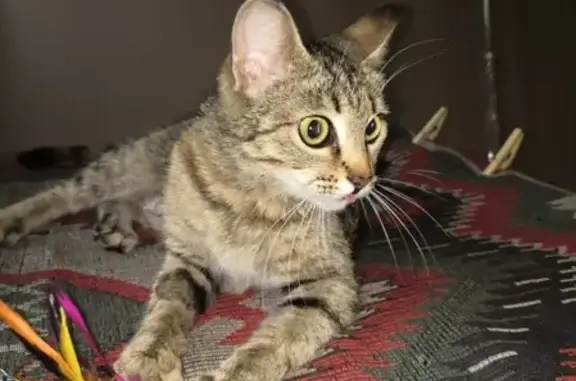 Найдена кошка на Петухова, ищем новых хозяев (Новосибирск)