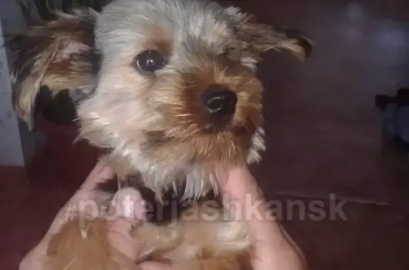 Пропала собака на ул. Степной, Ленинский район, вознаграждение гарантировано