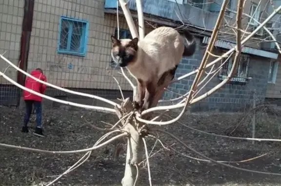 Пропала кошка на ул. Раздольная, Донецк