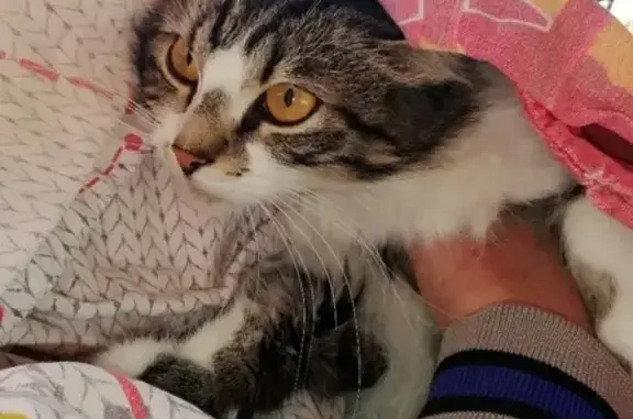 Найдена кошка в Красносельском районе СПб