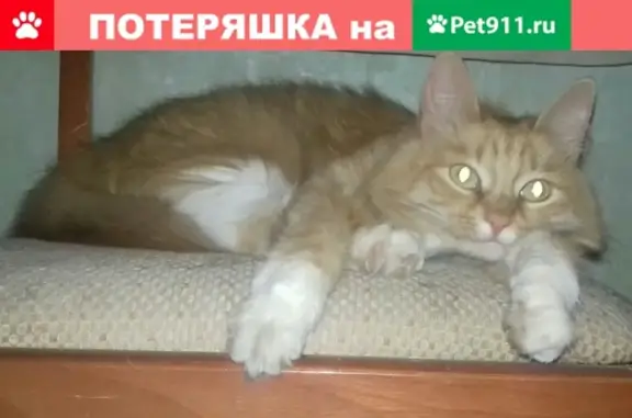 Пропала кошка Марта, дома Кудрявцева 1 и 3, Ярославль