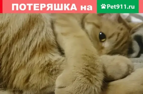 Пропала кошка Ася в Куйбышевском районе, Находка