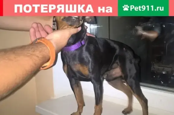 Найден пес возле Детской онкологии в Лесном