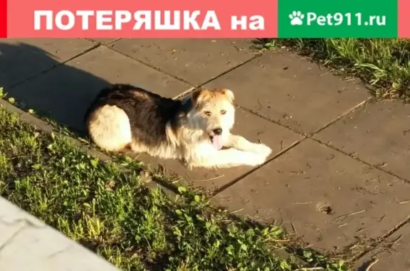 Найдена собака в Комарово, СПб