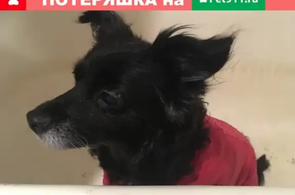 Найдена собака около Флагмана в Мурманске!
