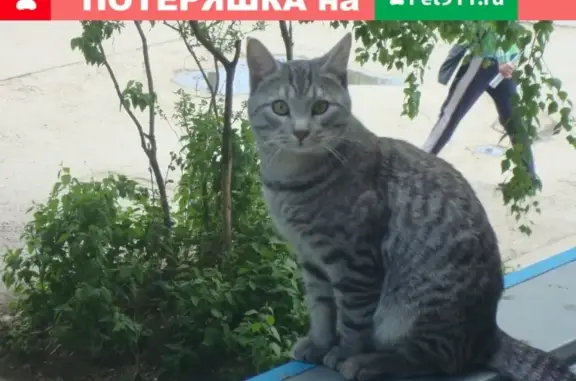 Пропал кот Мурлик, район Революционной и М. Тореза, возраст 4 года, особые приметы - толстый хвост.