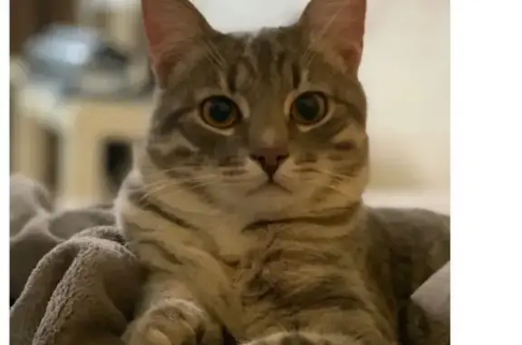 Потерянные животные Москва, фото: Пропал кот в Москве, ищем информацию