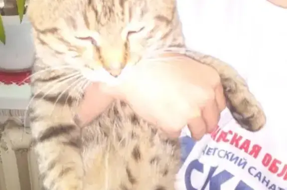 Найден кот в переборах, Рыбинск