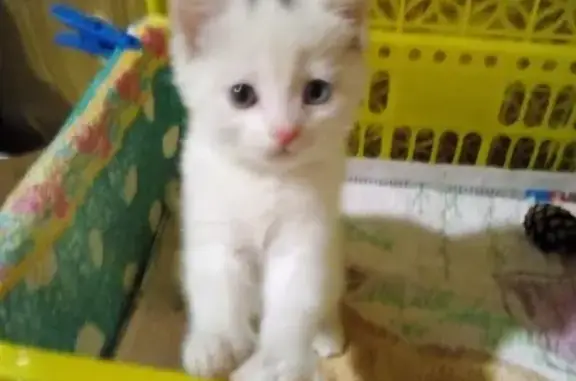 Найдена белая кошка с разноцветными глазами в Хабаровске.