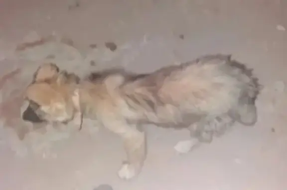 Найдена собака на улице Папанина