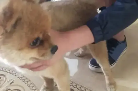 Найден мелкий рыжий пес в Екатеринбурге