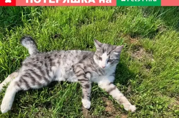 Найдена кошка в Ногинске, МО