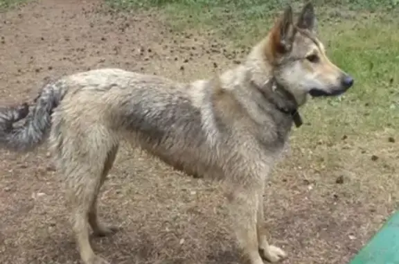 Найдена собака Лаечка в бобачевской роще, с ошейником.