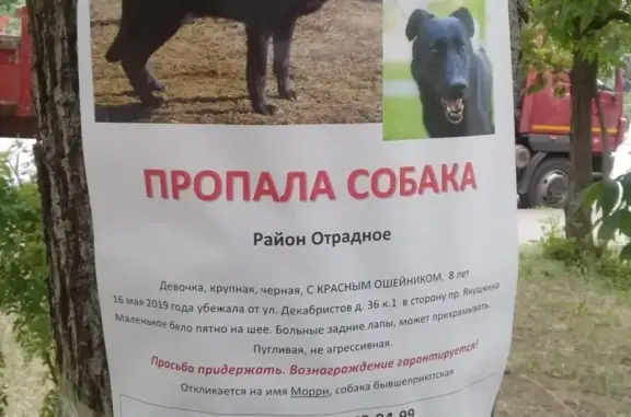 Пропала собака в районе Отрадного, вознаграждение гарантировано!