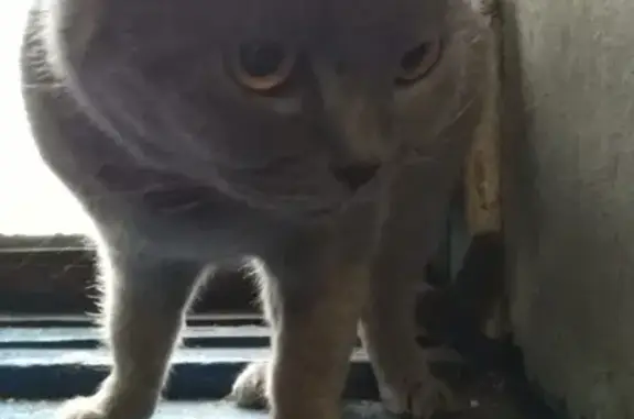 Найдена британская кошка в Мирном