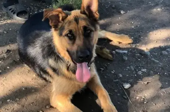 Найдена собака в Усть-Абакане на ул. Щорса!