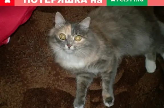 Кошки потеряшки, Курган, фото: Потеряшка кошка в СНТ Зауралье, Ирина Янкелевская, Курган