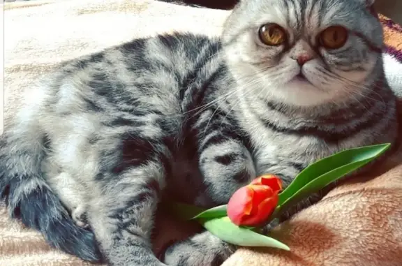Пропала кошка Мася по адресу Зеленая,12 в Нефтегорске