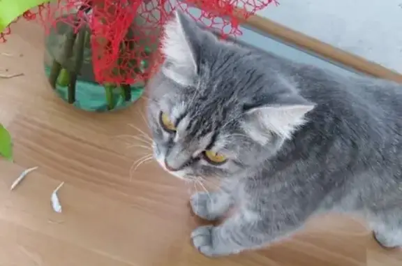 Найдена кошка, Киров, фото: Молодая ласковая кошка ищет передержку в Кирове