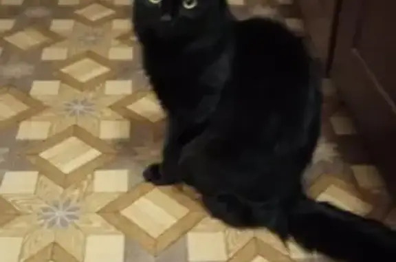 Кошки потеряшки, Киров, фото: Потеряшка кошка Мурка на улице Ломоносова 14 в Кирове