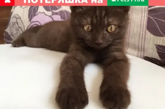 Найден котенок в Москве - ищет новый дом!