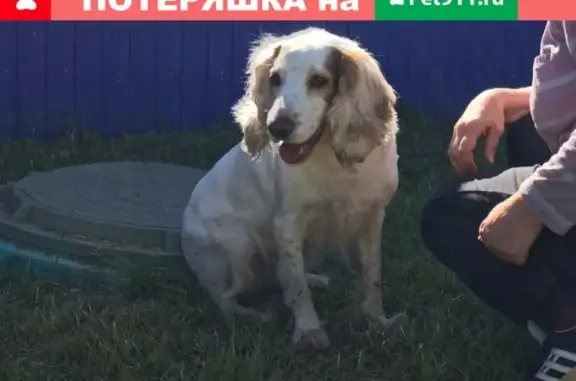 Найдена домашняя собака в Димитровграде!