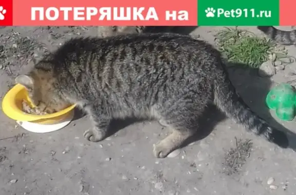 Пропала кошка в Ессентуках, район Заполотно