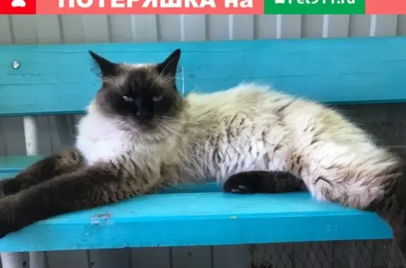Пропала кошка на улице Красная, Соцгородок, Валуйки.