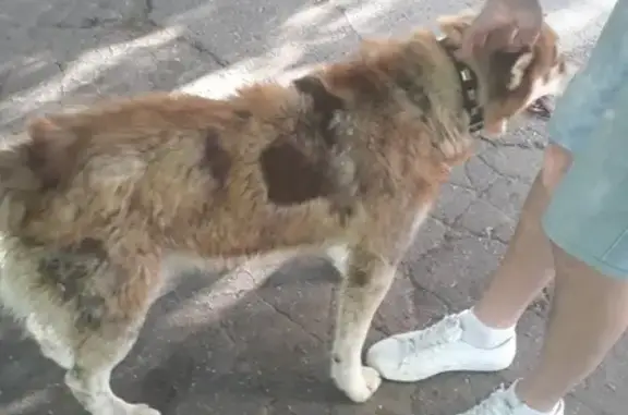 Найденные животные Калининград, фото: Найден хаски в части 49289, Калининград