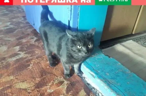 Пропал черный кот на дачах Волгарь, Саратовская обл.