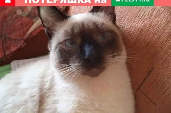 Пропал молодой сиамский кот Сэм, ул. Чернышевского 128.