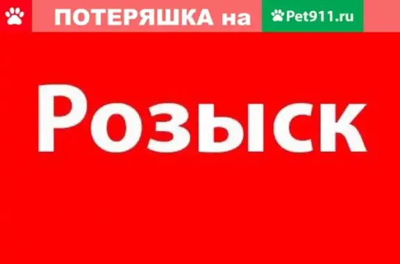 Пропала собака в Саратове, Ленинский район, возраст 6 месяцев, кличка Ася