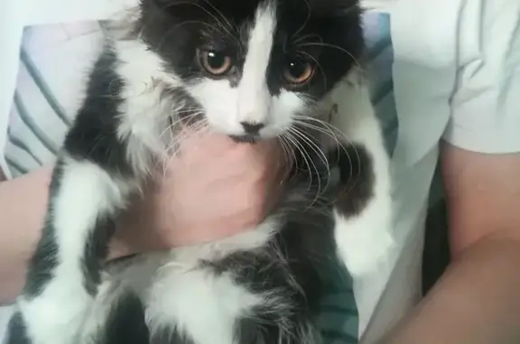 Найдена кошка с котенком в Раменском
