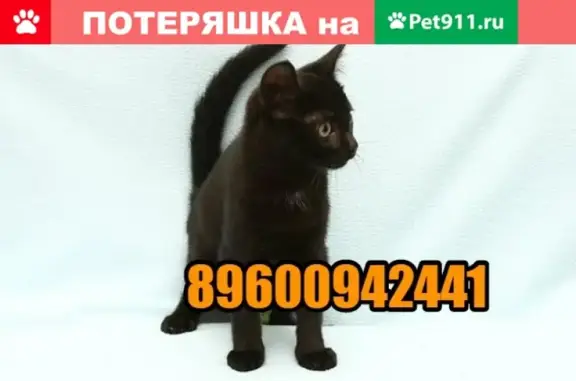 Пропала кошка на ул. Логинова 2а, Йошкар-Ола