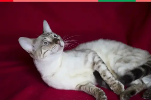 Потерянные животные Москва, фото: Пропала кошка Снежка на Автомоторной улице, Москва